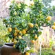 Yellow__Exoticsflora