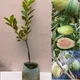Green__Plantify