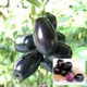 Black__Exoticsflora