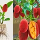 Inside Red__Exoticsflora