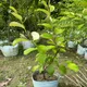 Natural__WORLD GREEN HAVEN