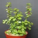 Green__Plantify