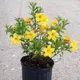 YELLOW__Greenlifelive