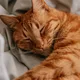 cream&blue__Rakshitha Pet Care