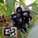 Black__Exoticsflora