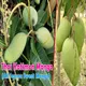 Green__Plantify