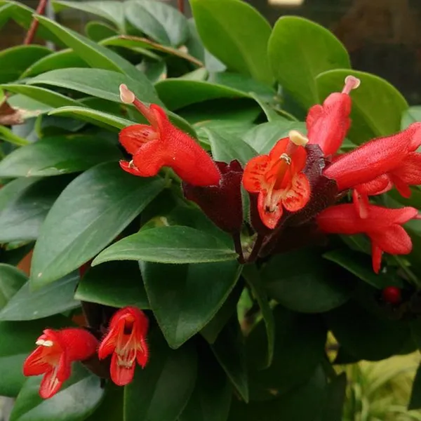 OrchidZone Hoya lipstick Price in India Buy OrchidZone Hoya lipstick