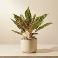 Green_Living_Foliage__Brething Art