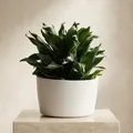 Green_Living_Succulents__Brething Art