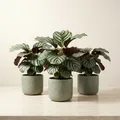 Green_Living_Plants__Brething Art
