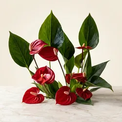 Grow_Your_Garden_Flowers__PARTHVA ENTERPRISE