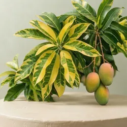 Farm_Fresh_Finds_Mangoes__KAWACH AGROTECH PRIVATE LIMITED