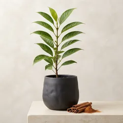 Farm_Fresh_Finds_Saplings__KAWACH AGROTECH PRIVATE LIMITED