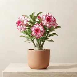 Grow_Your_Garden_Flower_Plant__BASUNDHARA NURSERY