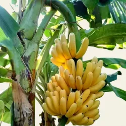 Grow_Your_Garden_Trees__PLANT UNIVERSE