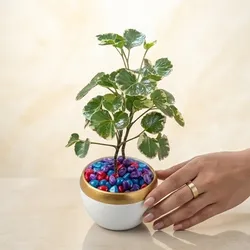 Grow_Your_Greens_Unkillable_Plants__LEAVE GREENS