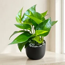 Grow_Your_Greens_Easy_care_Plant__LEAVE GREENS