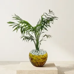 Grow_Your_Greens_Flowering__Plants__LEAVE GREENS