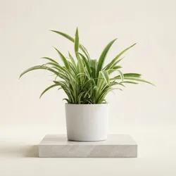 Shop_By_Categories_Houseplants__SUKHAGAM