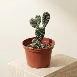 Grow_Your_Garden_Houseplants__GREEN PARADISE LIVE