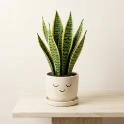 Grow_Your_Garden_Houseplants__BHOWMICK STORE 