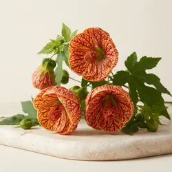 Grow_Your_Garden_Flowers__BHOWMICK STORE 