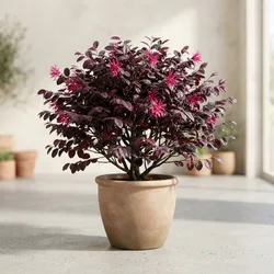 Grow_Your_Garden_Shrubs__NITYA NANDA NURSERY 