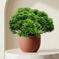 Grow_&_Explore_Shrubs__GROW PLANT