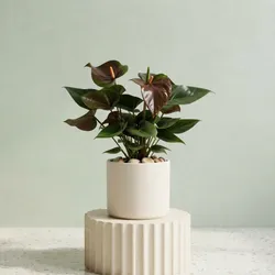 Grow_Your_Green_Plants__ORGAECOEARTH