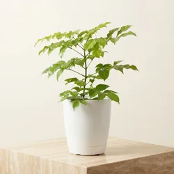 Grow_Your_Green_All_Products__ORGAECOEARTH
