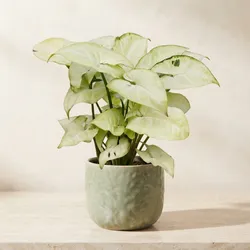 Grow_Your_Green_Houseplants__ARVANN