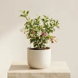 Grow_Your_Green_Florals__ARVANN