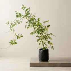 Grow_Your_Green_Saplings__ARVANN