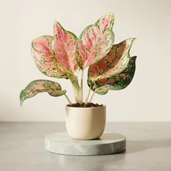 Grow_Your_Green_Botanicals__ARVANN