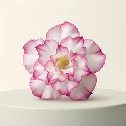 Fresh_From_Nature_Flowers__NORTH EAST GREEN ENTERPRISE