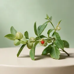 Garden_Fresh_Picks_Herbs__SPRINGFIELD