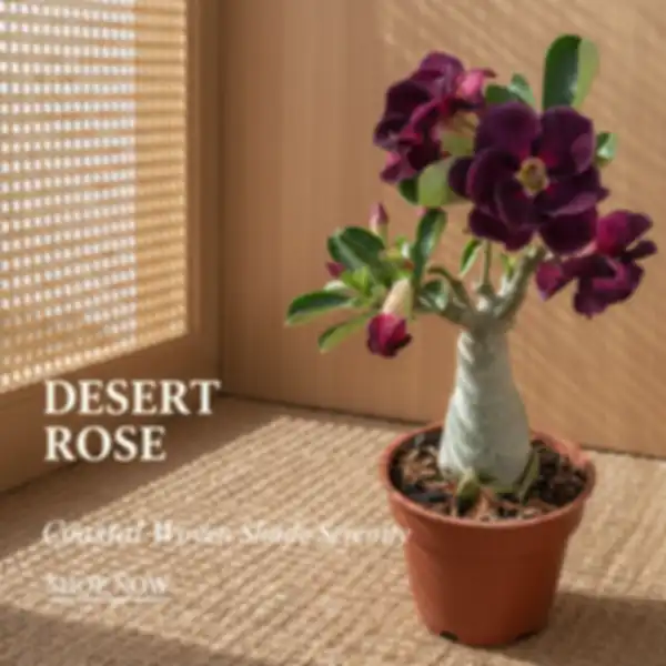 undefined__undefined