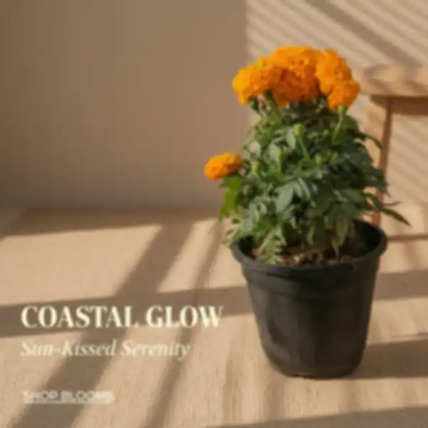 undefined__undefined