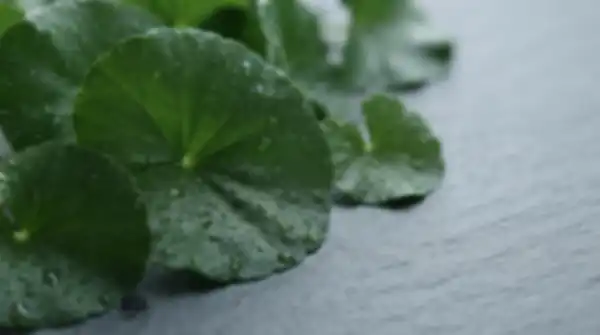 Content_and_Media_Meet_Centella_—_skin's_calm_restorer__undefined